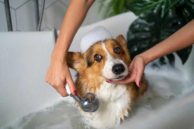 Controlling Odours and Pet Mess